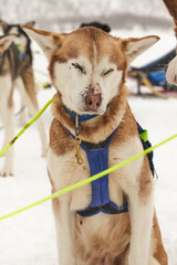 Dog-sled team of alaskan huskies in Oksfjordbotn, Norway