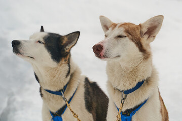 Dog-sled team of alaskan huskies in Oksfjordbotn, Norway