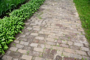 Old brick pathway, red brick paving with hostas, plantain lilies growing along the road.