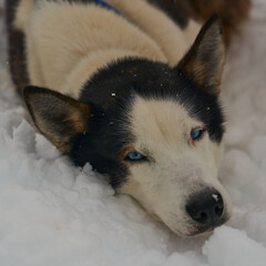 Dog-sled team of alaskan huskies in Oksfjordbotn, Norway