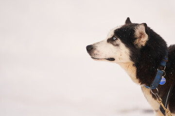 Dog-sled team of alaskan huskies in Oksfjordbotn, Norway