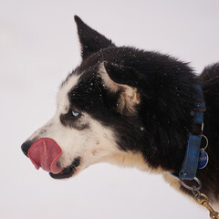 Dog-sled team of alaskan huskies in Oksfjordbotn, Norway