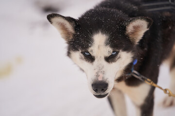 Dog-sled team of alaskan huskies in Oksfjordbotn, Norway