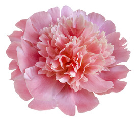 flower pink peony.   Flower isolated on a white background. No shadows with clipping path. Close-up. Nature.