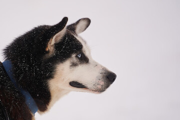 Dog-sled team of alaskan huskies in Oksfjordbotn, Norway