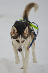 Dog-sled team of alaskan huskies in Oksfjordbotn, Norway