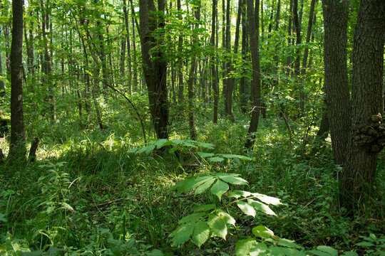 Contoh Broadleaf Broadleaf Images – Browse 15,040 Stock Photos, Vectors, and Video ...