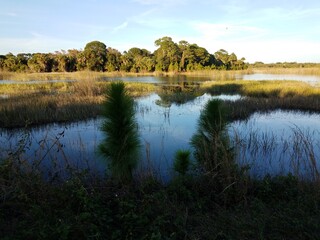 Fototapeta na wymiar lake or river water with grasses and plants in Florida
