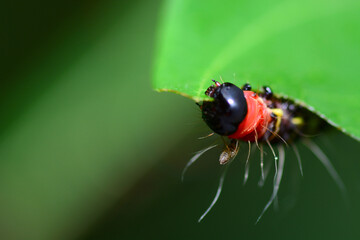 caterpillar on leaf