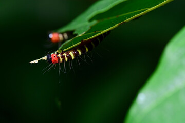 caterpillar on leaf