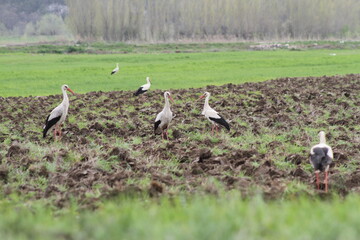 Obraz na płótnie Canvas Storks in the field