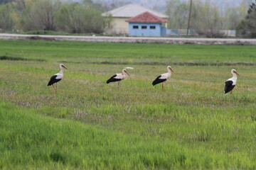 Obraz na płótnie Canvas White storks in the field