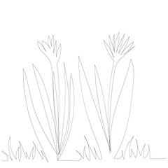 Fototapeta premium white background, drawing with one continuous line of flowers and plants