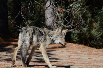 Eastern Wolf in the wild in Ontario, Canada.