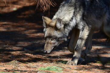 Eastern Wolf in the wild in Ontario, Canada.