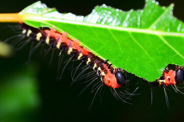 caterpillar on a leaf