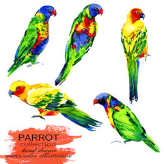 Parrots bird hand drawn watercolor illustration set	