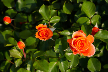 日本のとる公園にて。
オレンジのバラが色鮮やかで綺麗です。