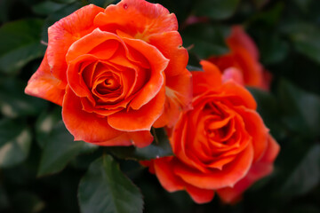 日本のとる公園にて。
オレンジのバラが色鮮やかで綺麗です。