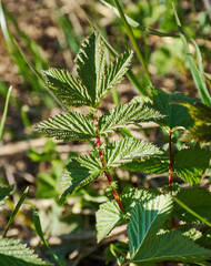 Young leaves Filipendula ulmaria