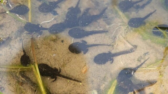 Black Tadpoles Swimming in a Lake