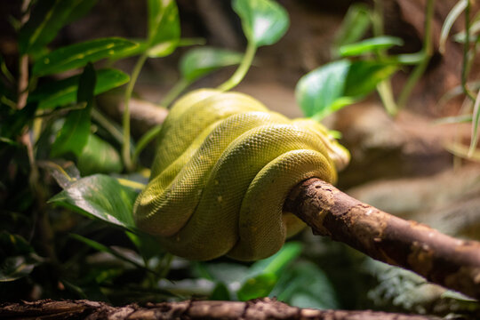 Python