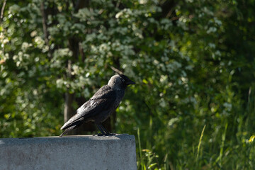 Western jackdaw (Coloeus monedula) sitting on a wall in a city park