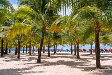 Obraz premium Coconut palm trees and sun loungers on white sandy beach near South China Sea on island of Phu Quoc, Vietnam. Travel and nature concept