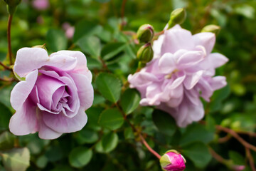 Naklejka na ściany i meble 日本のとる公園にて。 ピンクのバラが色鮮やかで美しいです。