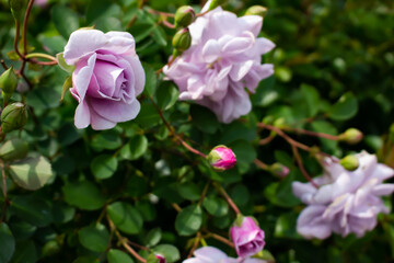 Fototapeta na wymiar 日本のとる公園にて。 ピンクのバラが色鮮やかで美しいです。