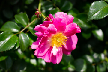 Obraz na płótnie Canvas 日本のとる公園にて。 ピンクのバラが色鮮やかで美しいです。