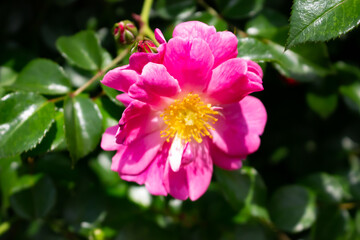 日本のとる公園にて。
ピンクのバラが色鮮やかで美しいです。