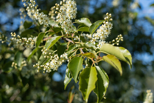 White flowers of bird cherry (Prunus padus, hackberry, hagberry, or Mayday tree), a flowering plant in the Rosaceae family, a species of cherry, deciduous tree or shrub