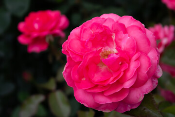 日本のとる公園にて。
ピンクのバラが色鮮やかで美しいです。