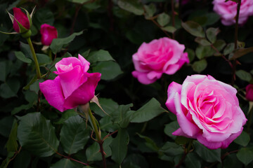 日本のとる公園にて。
ピンクのバラが色鮮やかで美しいです。