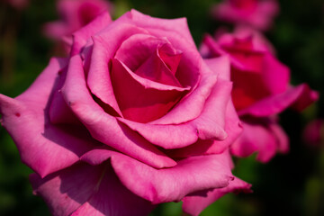 日本のとる公園にて。
ピンクのバラが色鮮やかで美しいです。