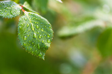 water drop on leaf at nature close-up macro. Fresh juicy green leaf in droplets of morning dew outdoors.