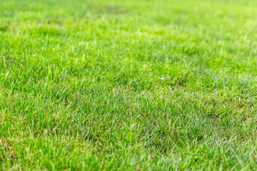 Beauty backgrounds with foliage, green grass, dew drops and bokeh