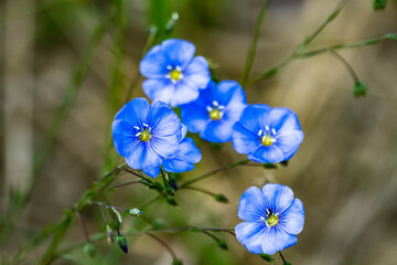forget me not flowers