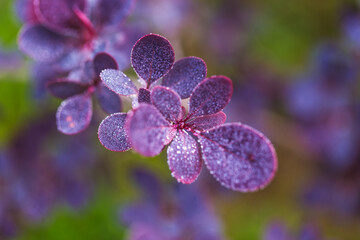 branch of barberry with purple leaves in drops of dew or rain