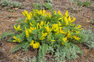 Flowering plant Astragalus woolly-flowered Or Astragalus downy-flowered (Astragalus dasyanthus). Medicinal steppe plant close-up. Selective focus.