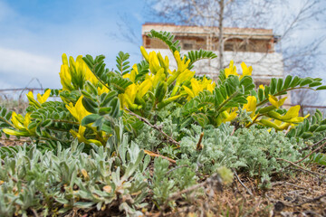 Flowering plant Astragalus woolly-flowered Or Astragalus downy-flowered (Astragalus dasyanthus). Medicinal plant of the steppe against the sky. Selective focus.