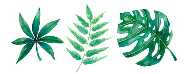 Set with palm leaves, monstera. Watercolor drawing of tropical leaves. Isolated on a white background