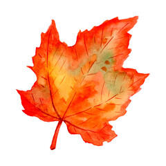 Maple leaf, watercolor illustration. Isolated on a white background