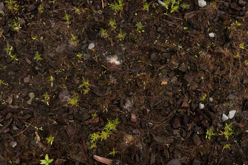 Above view of fertile soil with humus and small trees growing for background and textured.