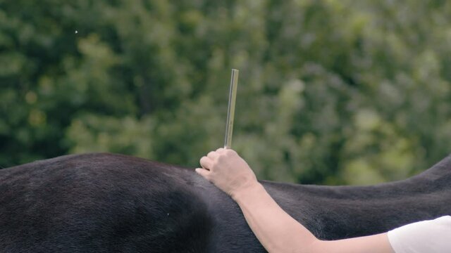 Tierenergetik mittels Stimmgabel