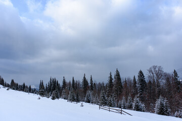 Fototapeta premium Spruce mountain forest covered by snow.