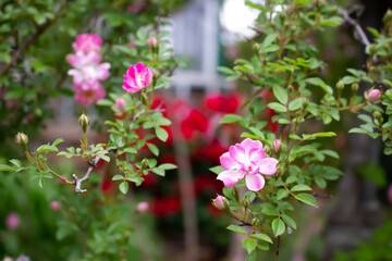 日本のとる公園にて。
ピンクのバラが色鮮やかで美しいです。
