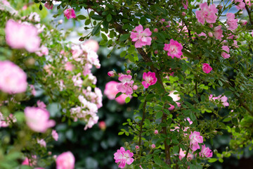 日本の花の公園にて。
沢山のピンクのバラの花々に囲まれて。