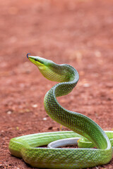 The red-tailed green ratsnake 